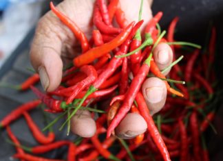 Imunitu i lepší náladu vám v zimě zlepší chilli