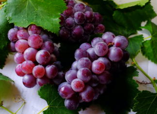 Bio víno: Tvrdá práce vinařů, která se vyplatí